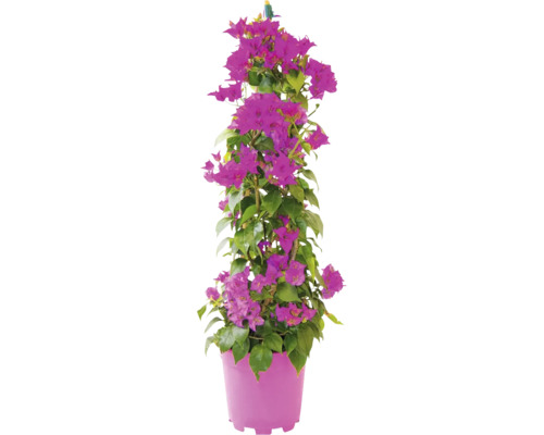 Floare de hârtie Bougainvillea piramidă ghiveci Ø 17 cm