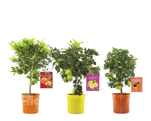Trei plante citrice în ghiveci: mandarin, lămâie și calamondin