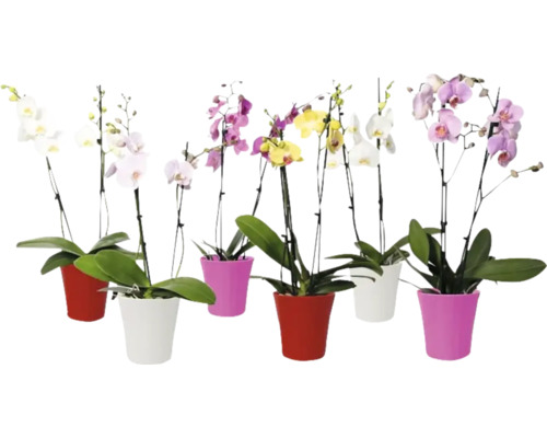 Mai multe orhidee în ghivece cu flori diferite