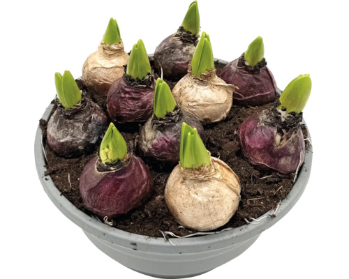 Zambilă FloraSelf Hyacinthus orientalis ghiveci Ø 21 cm, | HORNBACH