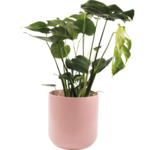 Planta de interior Monstera într-un ghiveci