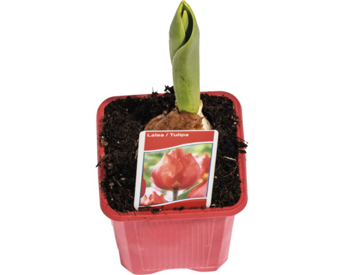 Lalea lalea în ghiveci cu etichetă