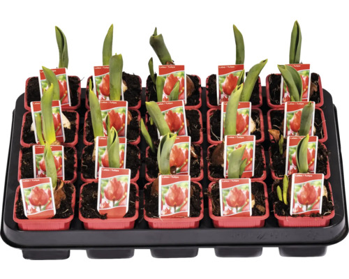 Tavă cu lalele în ghivece