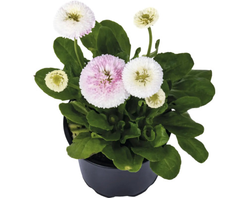 Părăluțe în ghiveci