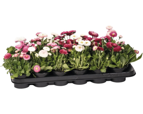 Păpădii în ghiveci de cultivare