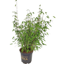 Plantă de bambus în ghiveci