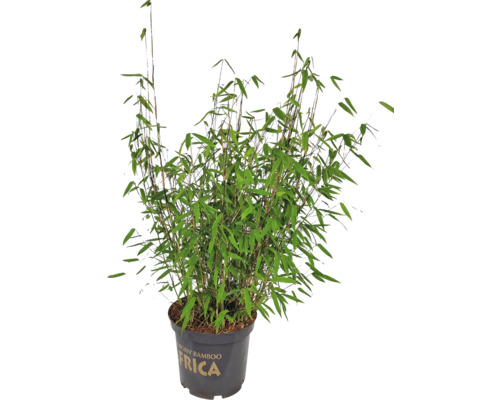 Plantă de bambus în ghiveci