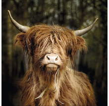 Prim-plan cu un taur scoțian highland cu coarne și blană zbârlită