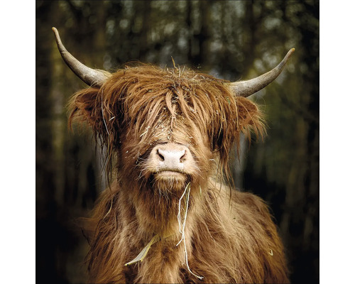Tablou sticlă Highand Cattle VI 30x30 cm