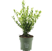 Ilex crenata Jenny în ghiveci