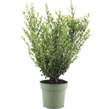 Buxus în ghiveci