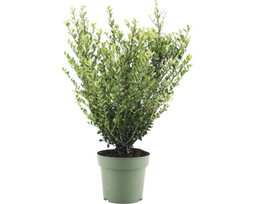 Buxus în ghiveci
