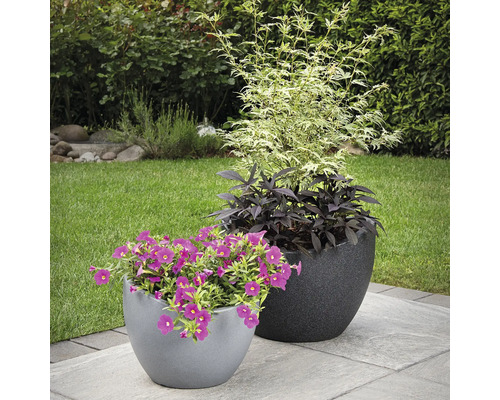 Două ghivece plantate pe o terasă cu plante în fundal.