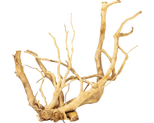 Rădăcină Red Moor Root M