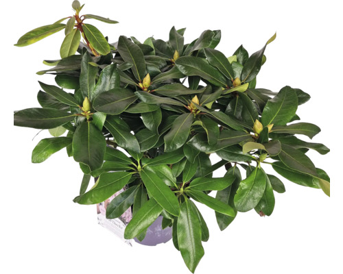 Plantă de rododendron în ghiveci cu frunze verzi și boboci de flori