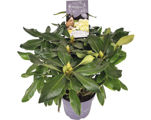 Rhododendron în ghiveci cu etichetă