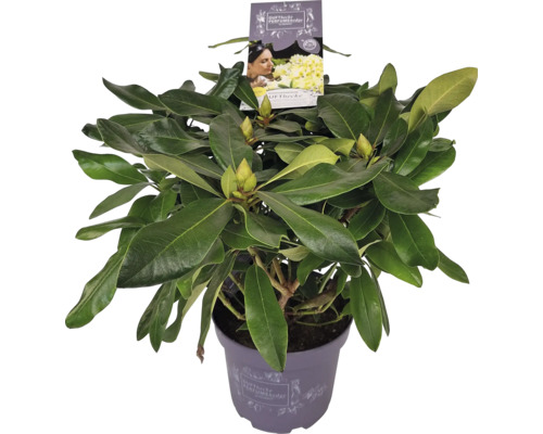 Rododendron în ghiveci cu frunze verzi și boboci de flori