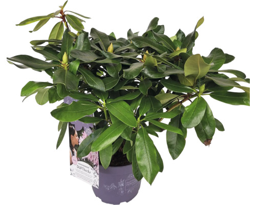 Rododendron în ghiveci cu frunze verzi și boboci de flori