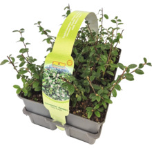 Cotoneaster dammeri în ghiveci