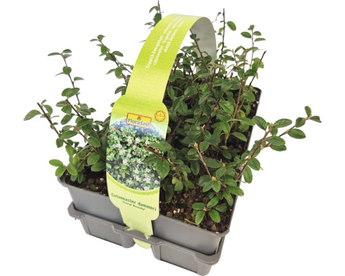 Cotoneaster dammeri în ghiveci