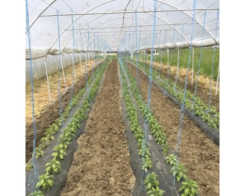 Seră cu rânduri de legume plantate