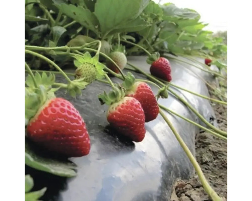 Plante de căpșuni pe o folie în grădină