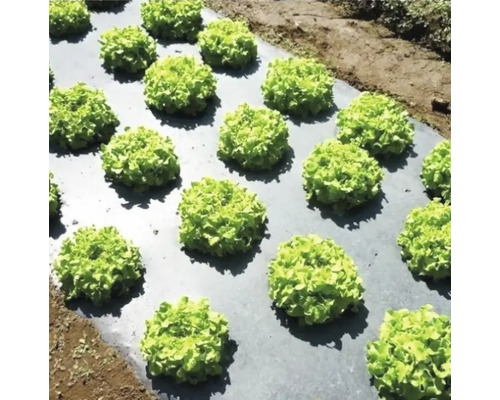 Rânduri de salată verde pe folie de mulcire