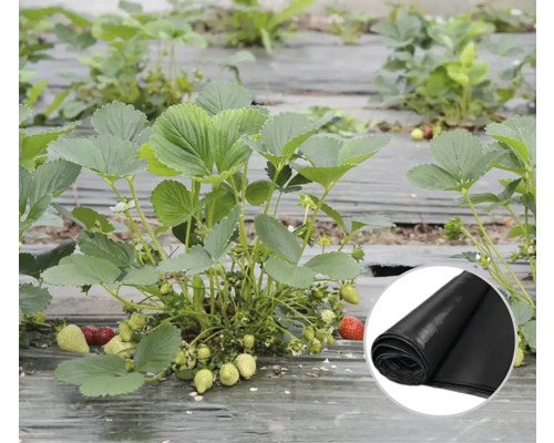 Plante de căpșuni pe folie de mulcire neagră în grădină