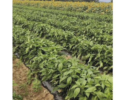 Câmp cu culturi și floarea-soarelui