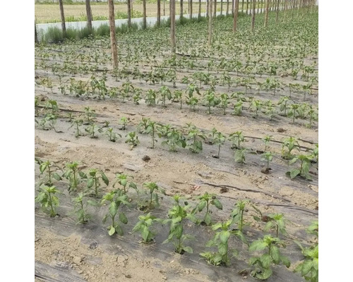 Câmp cu plante tinere cultivate în rânduri