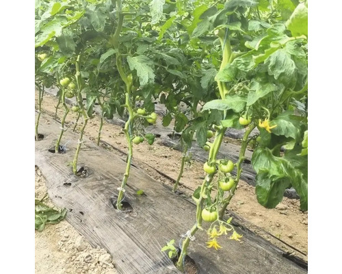 Plante de roșii care cresc într-un strat de grădină.