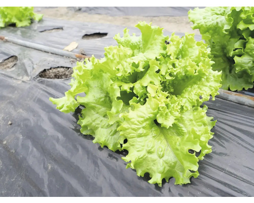 Salată verde pe folie agricolă