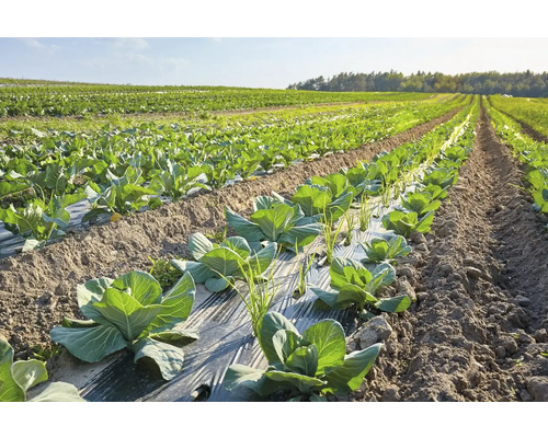 Câmp de legume cu plante de varză și folie de mulcire
