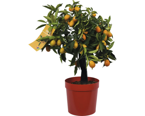 Pom cu citrice Kumquat mini Fortunella japonica ghiveci Ø 20 cm