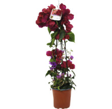 Floare bougainvillea în ghiveci cu suport de cățărare