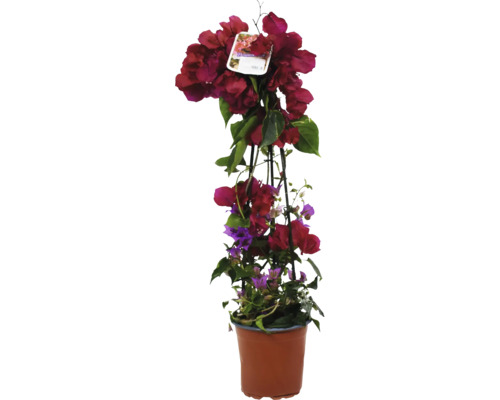 Floare bougainvillea în ghiveci cu suport de cățărare