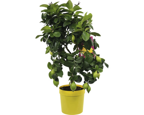 Lămâi Citrus Lemon mini ghiveci Ø 20 cm