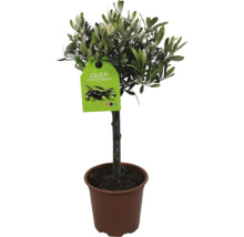 Măslin Olea Europaea ghiveci Ø 16 cm