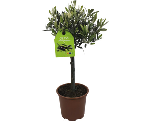 Măslin Olea Europaea ghiveci Ø 16 cm