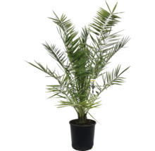Palmier Phoenix canariensis ghiveci Ø 22 cm