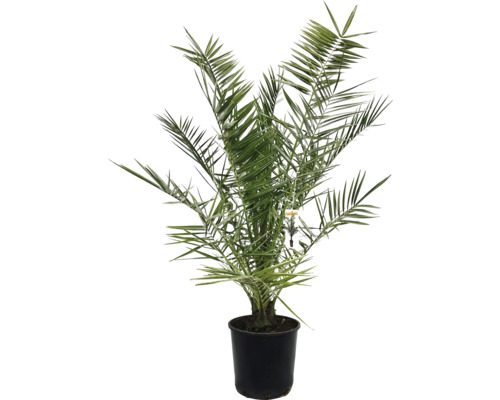 Palmier Phoenix canariensis ghiveci Ø 22 cm