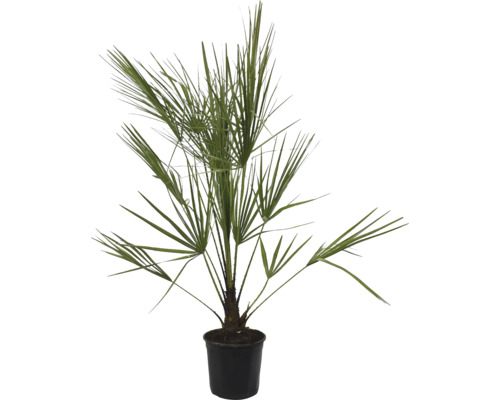Palmier pitic Chamaerops Humilis ghiveci Ø 21 cm