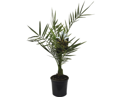 Palmier Phoenix canariensis ghiveci Ø 14 cm