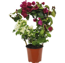 Plantă Bougainvillea în ghiveci cu flori roșii și albe