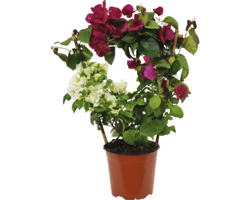 Floare de hârtie Bougainvillea sanderiana pe spalier ghiveci Ø 17 cm