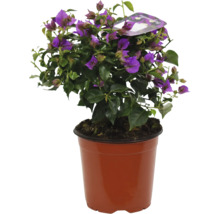 Floare de hârtie Bougainvillea sanderiana ghiveci Ø 17 cm