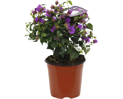 Floare de hârtie Bougainvillea sanderiana ghiveci Ø 17 cm