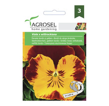 Semințe Agrosel Viola x wittrockiana