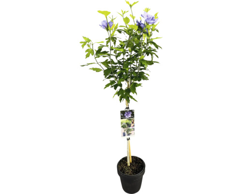 Arbust de hibiscus în ghiveci cu suport și etichetă pentru plante