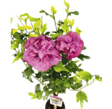 Hibiscus cu frunze și flori